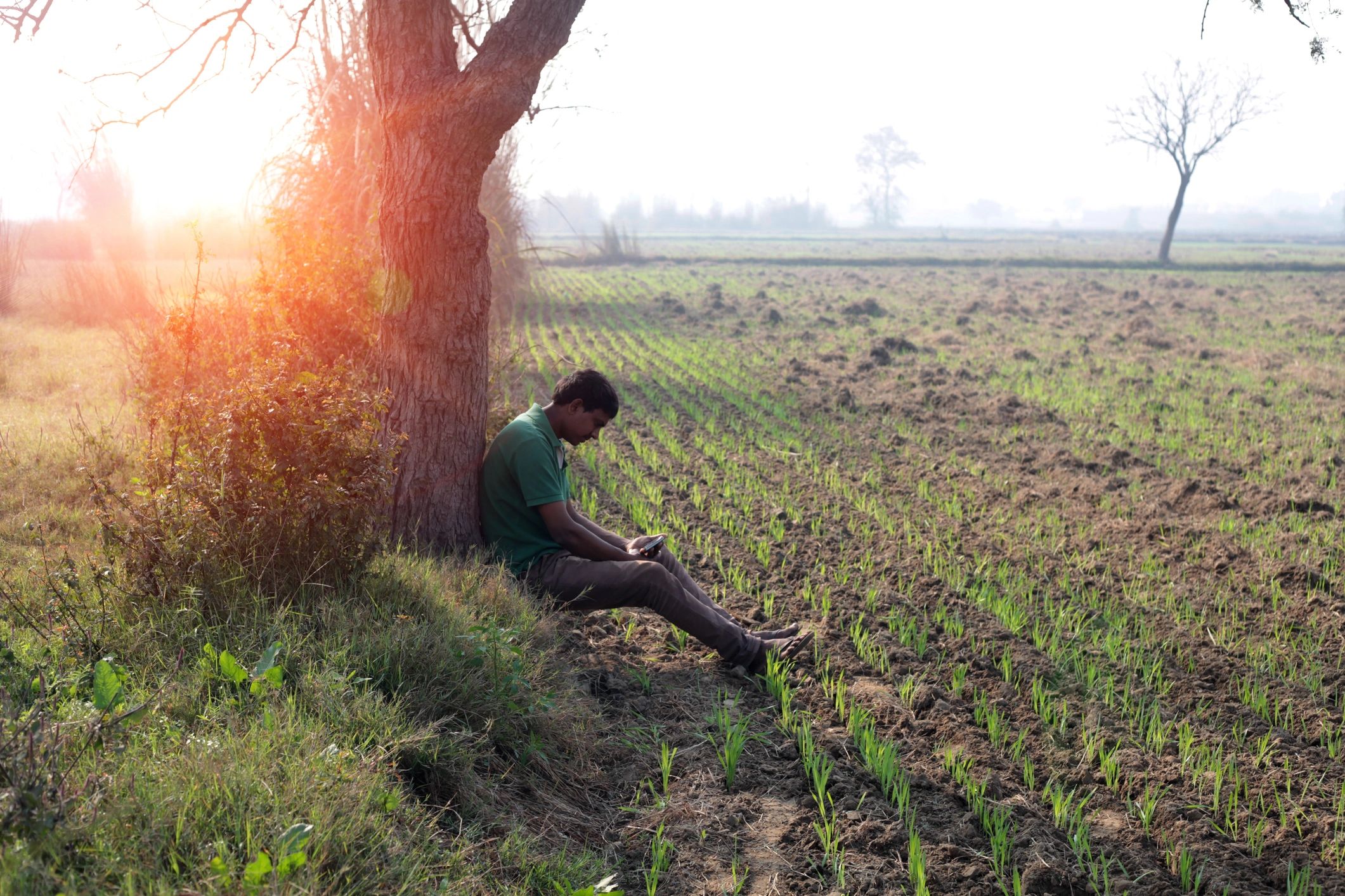 Indian livestock farmer using mobile phone near goats and sheep in a green farm setting