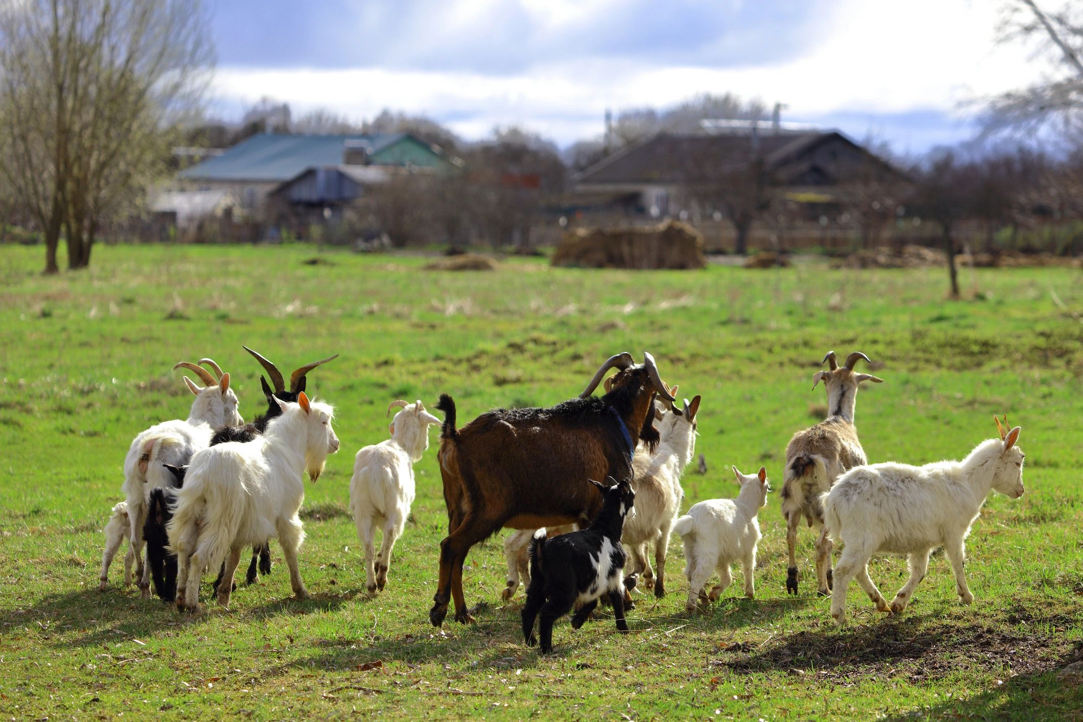 Goats grazing on a green meadow