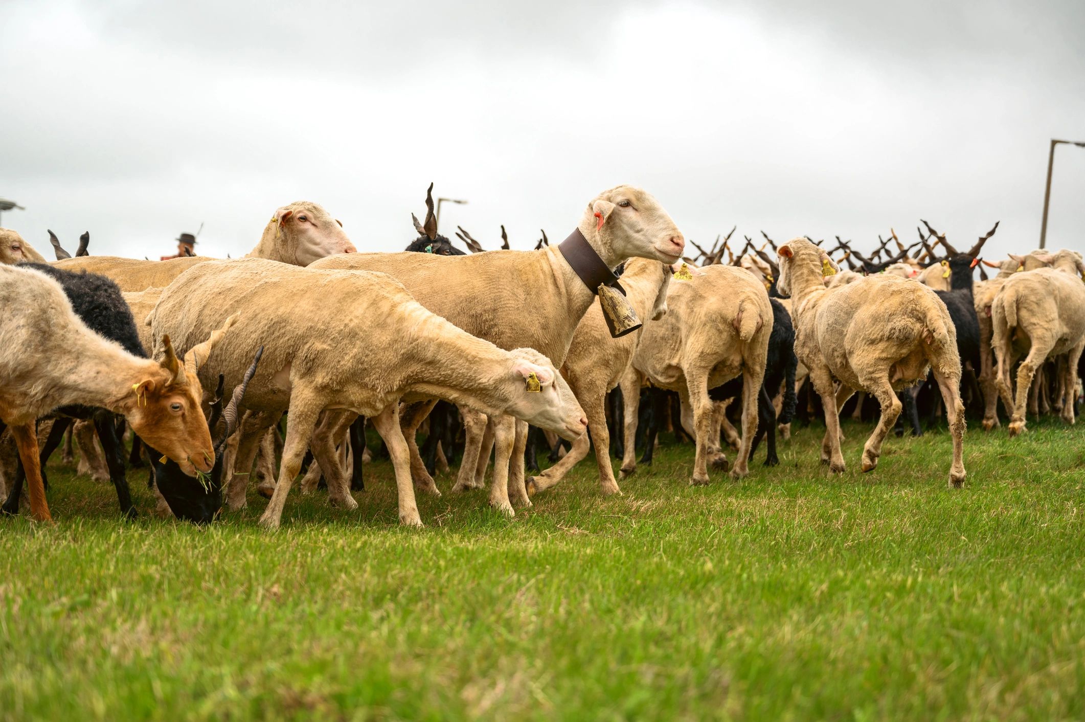 Sheep grazing in a lush pasture