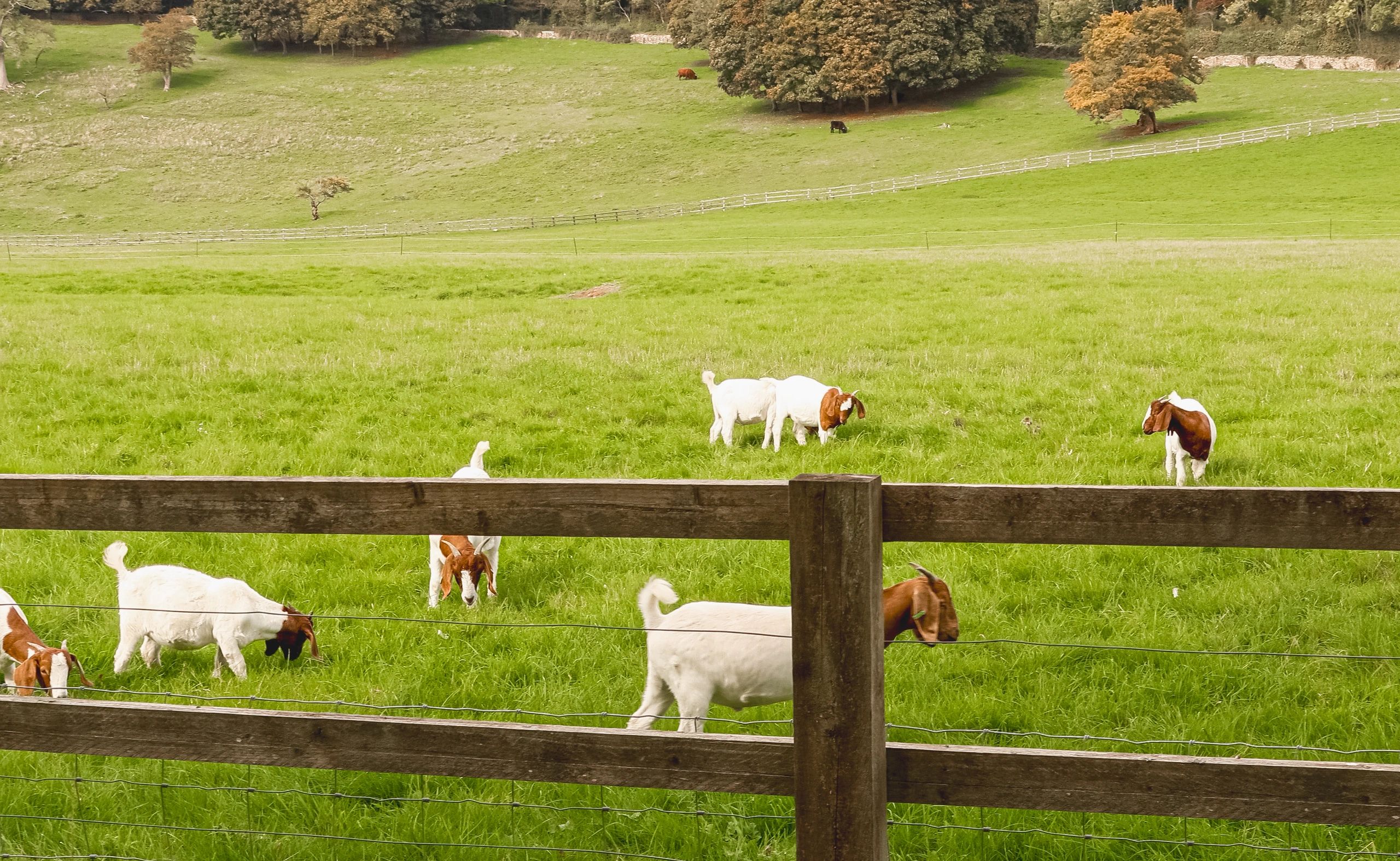 Goats grazing on a healthy green farm landscape