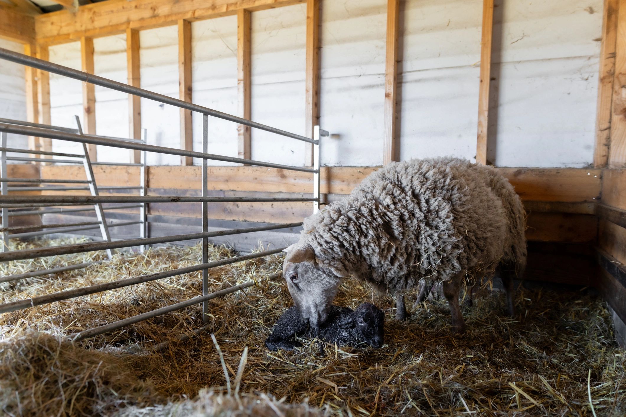 Mother ewe with newborn lamb in a clean farm setting