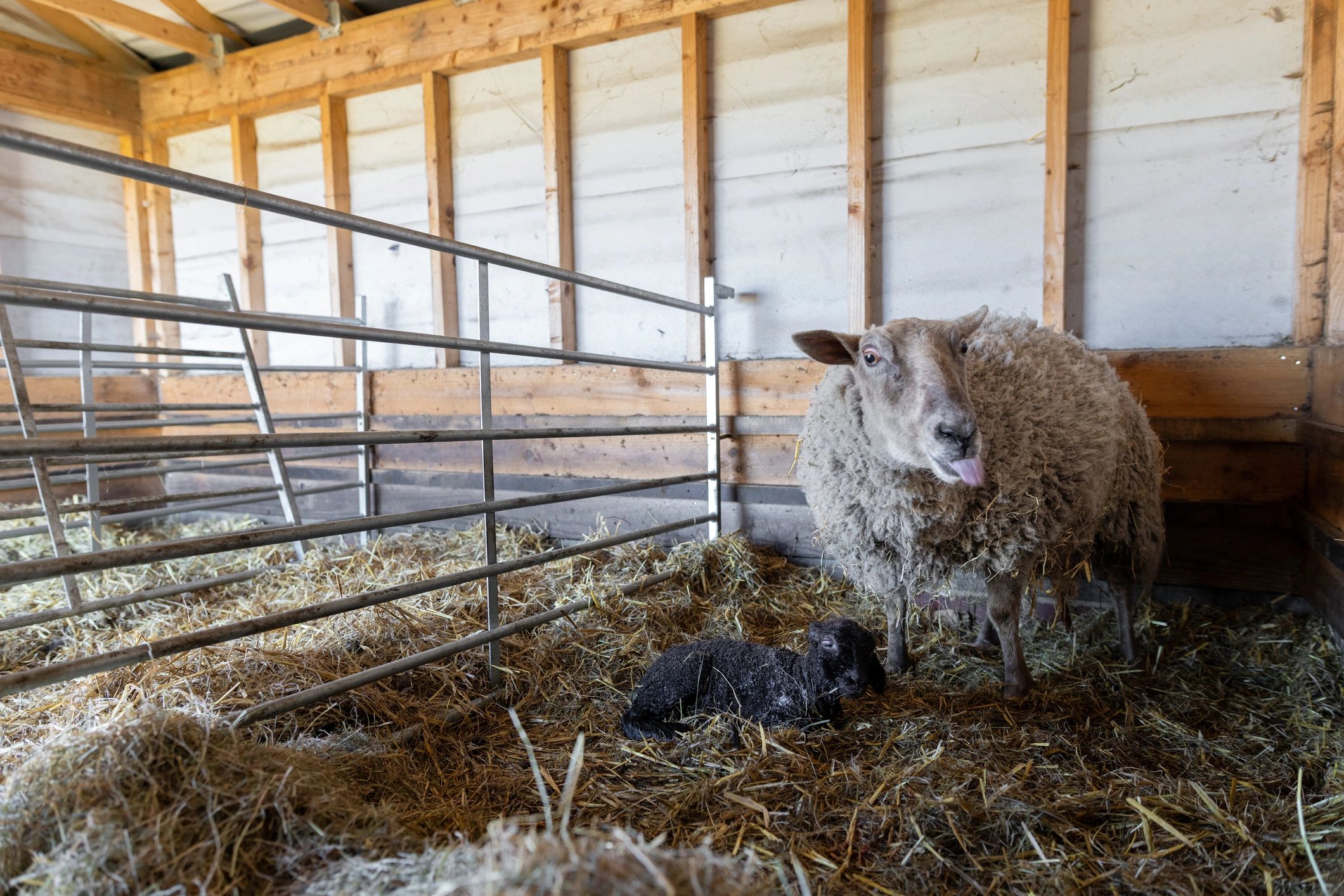 Healthy lamb standing beside a ewe in a livestock care area