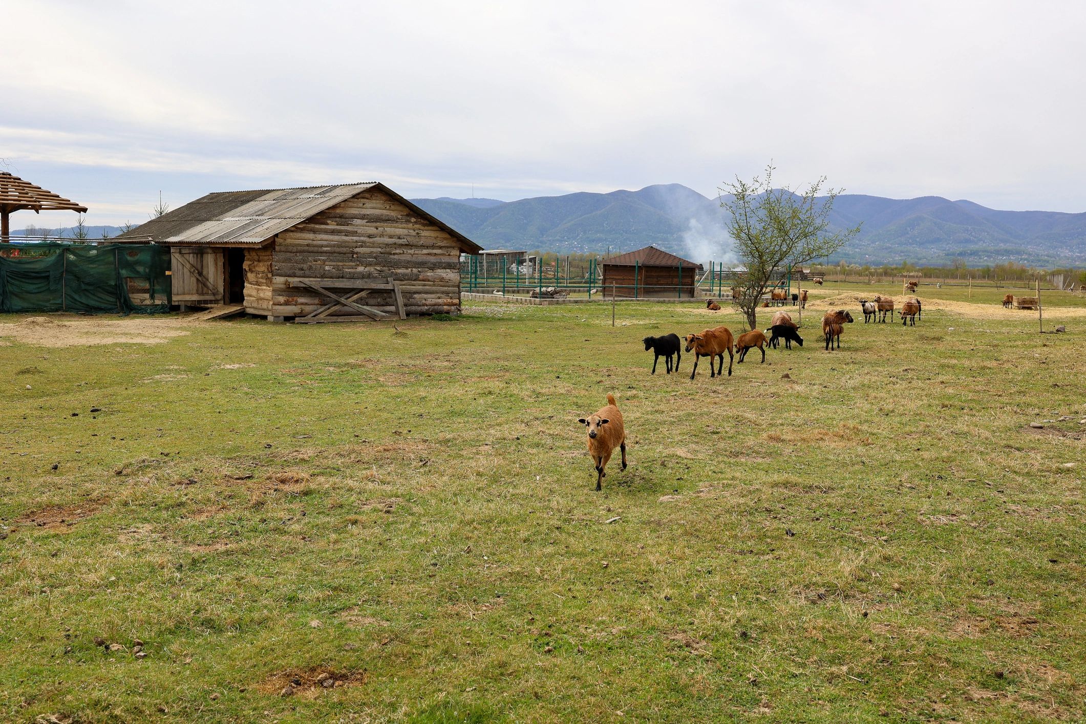 Livestock grazing in a wide rural farm landscape